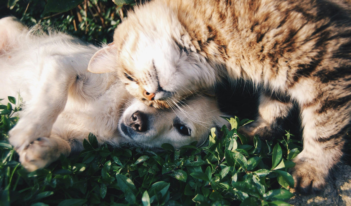 Small dog and cat laying with each other on green foilage