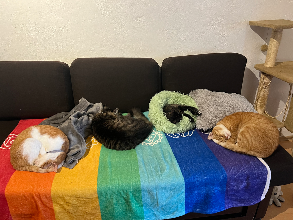 Four cats lounging on a colorful towel on a couch with a cat tree in the background.