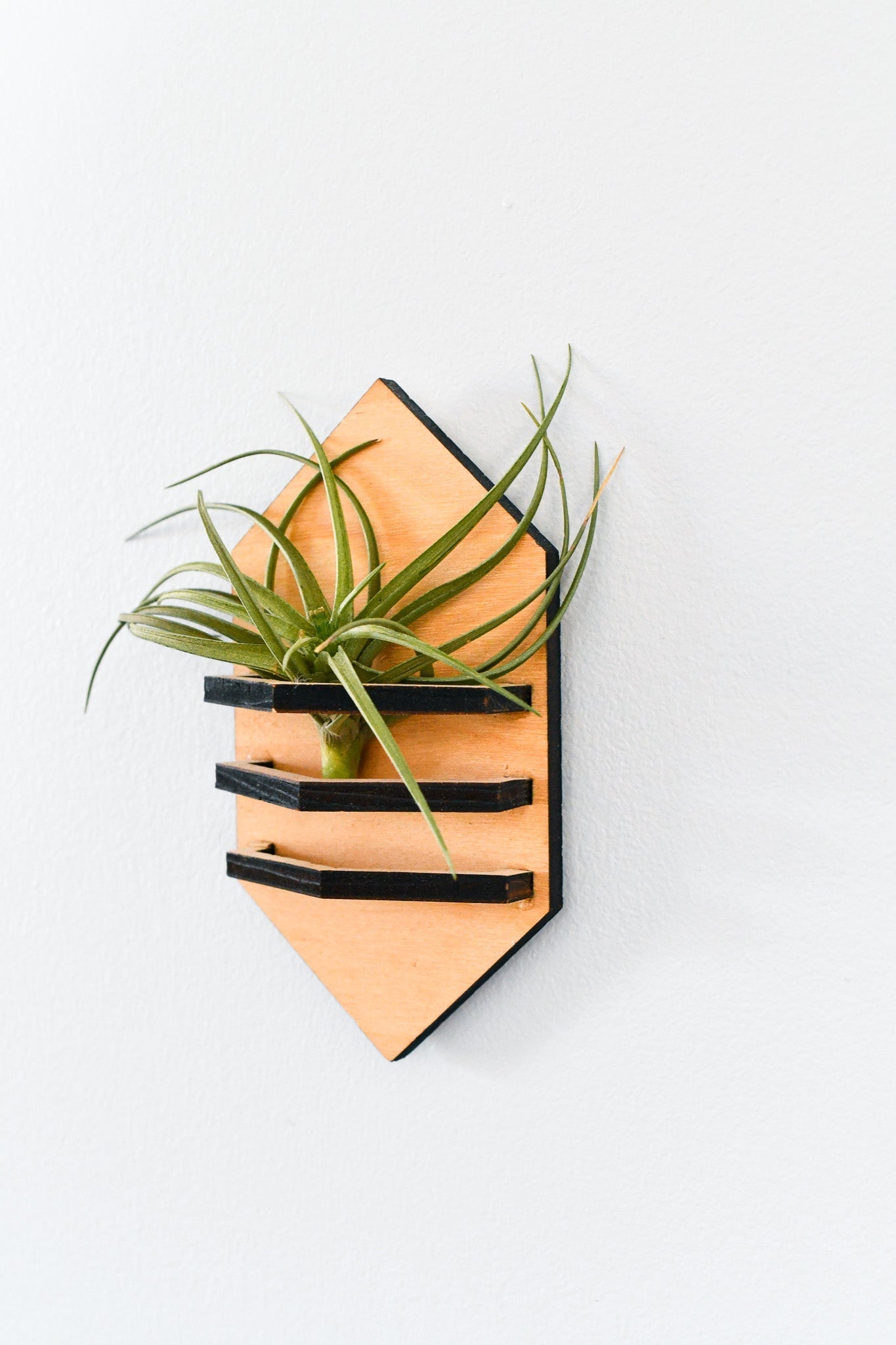 Hexagonal wooden wall shelf with black accents holding a plant on a white background
