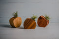 Three wooden planters with air plants on a light gray background