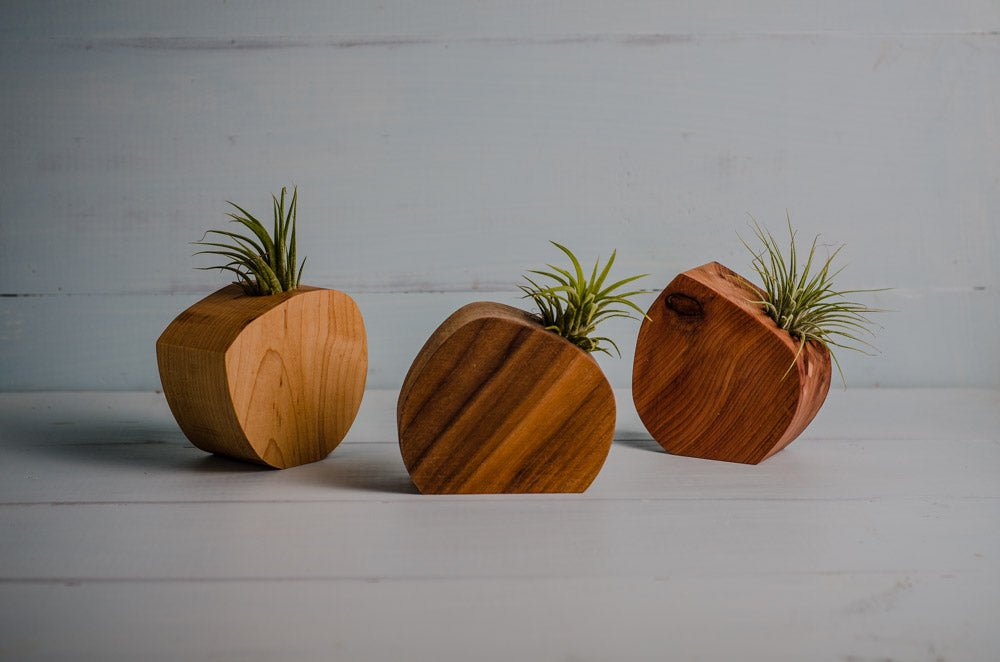 Three wooden planters with air plants on a light gray background