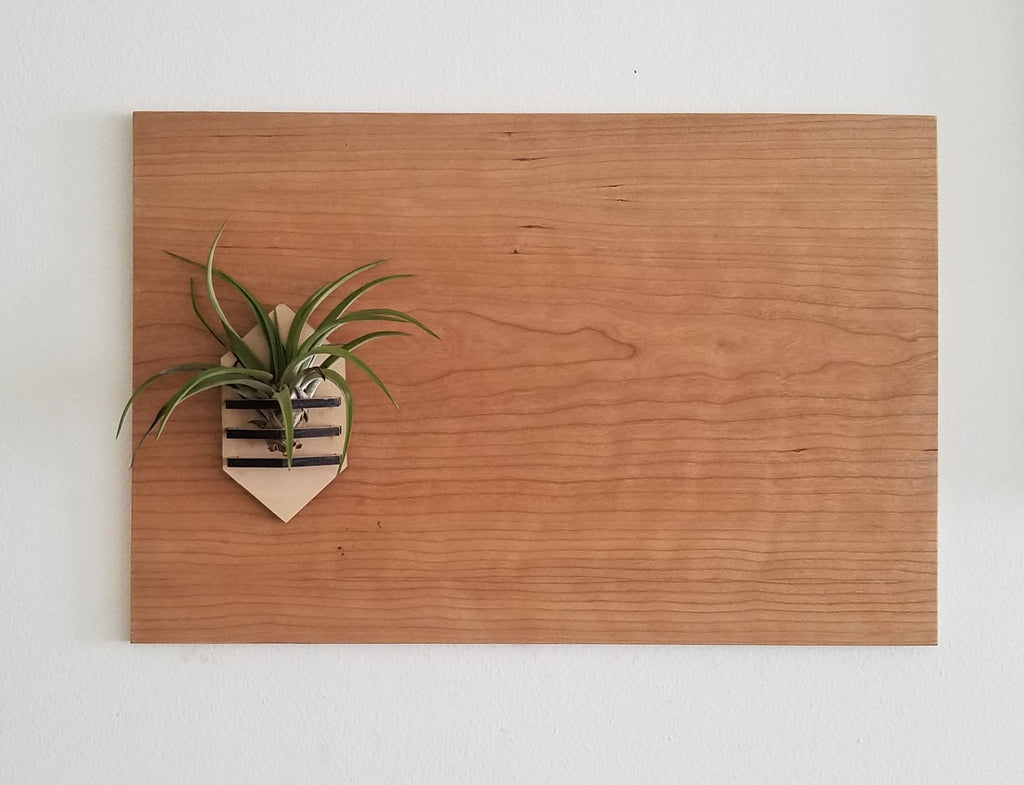 Wooden magnetic board with a small air plant on a white background